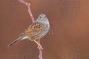 Foto di Passera scopaiola (Prunella modularis)