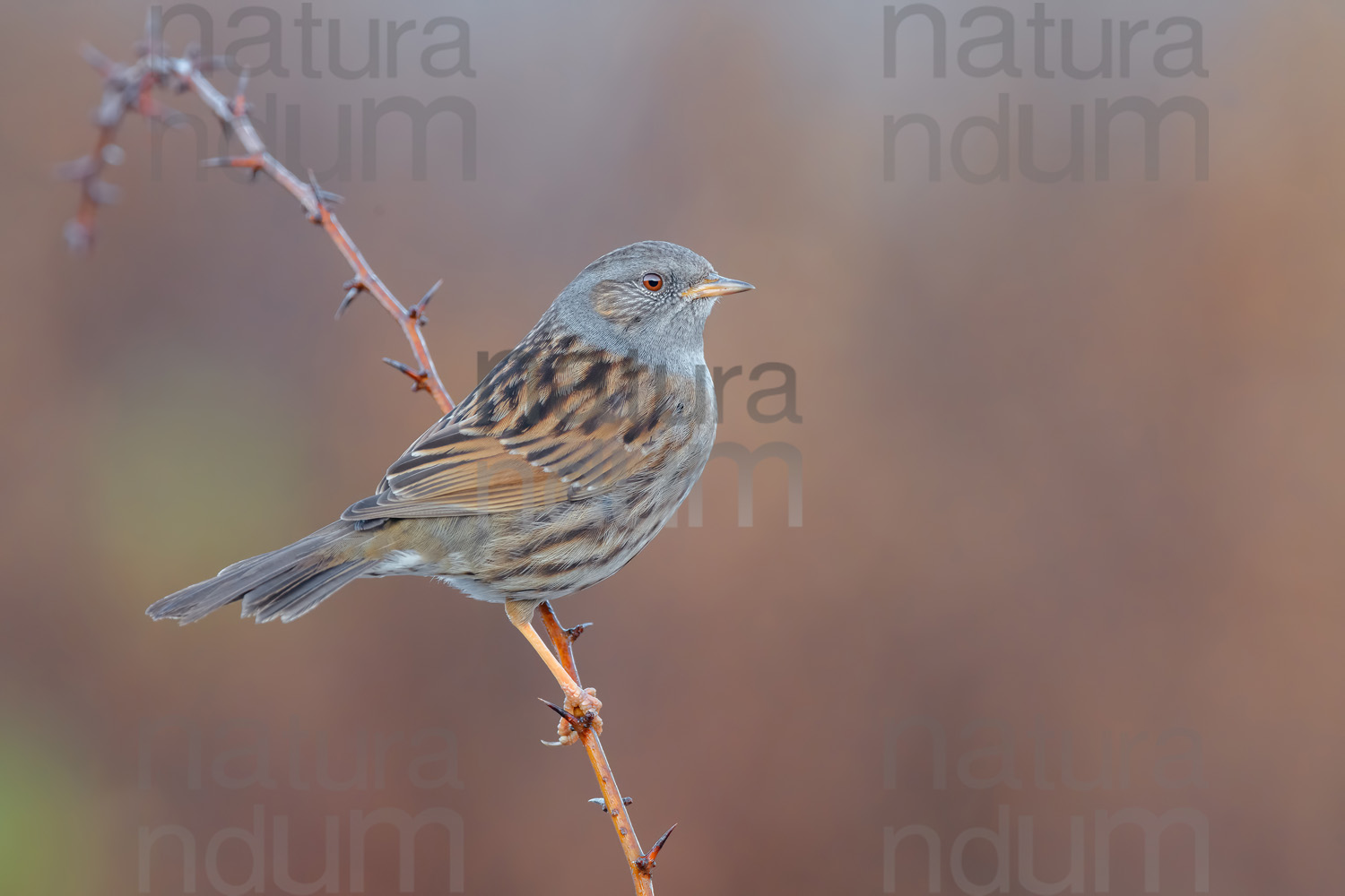 Foto di Passera scopaiola (Prunella modularis)