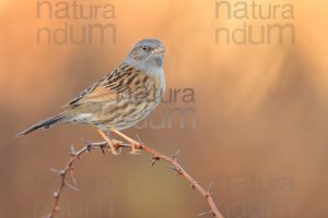 Foto di Passera scopaiola (Prunella modularis)