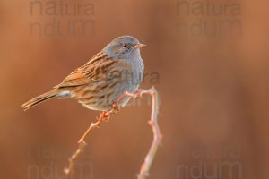 Foto di Passera scopaiola (Prunella modularis)