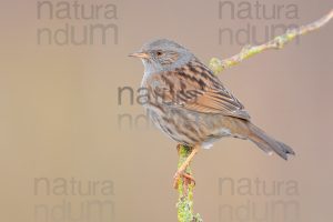 Foto di Passera scopaiola (Prunella modularis)