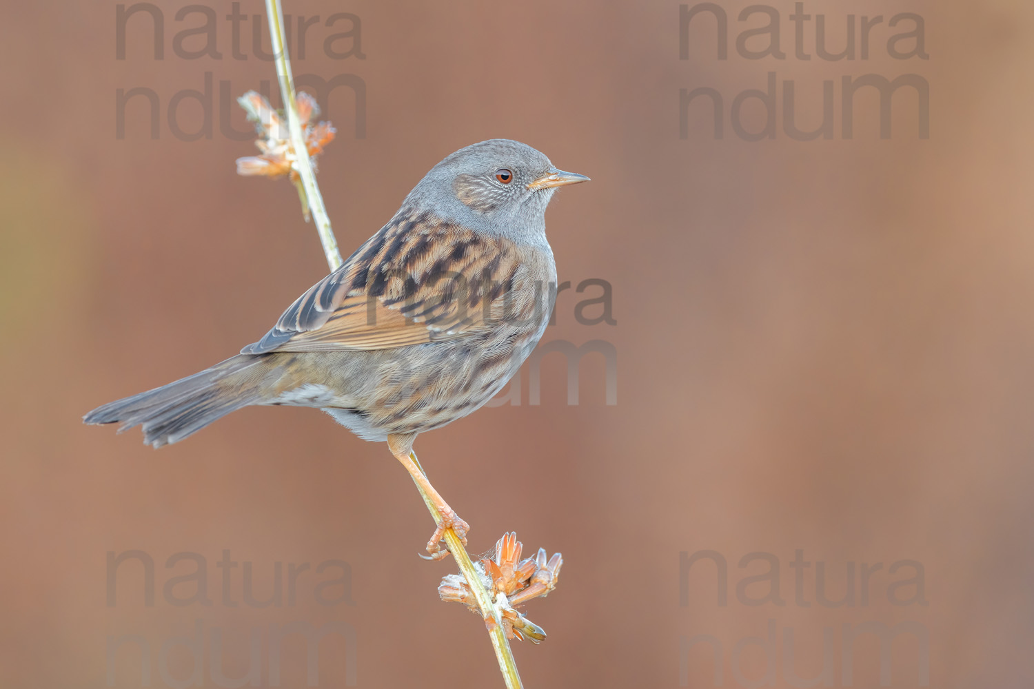 Foto di Passera scopaiola (Prunella modularis)