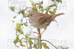 Foto di Passera scopaiola (Prunella modularis)