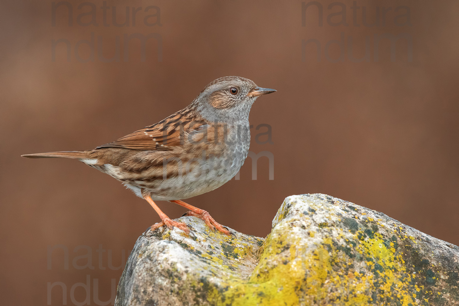 Photos of Dunnock (Prunella modularis)