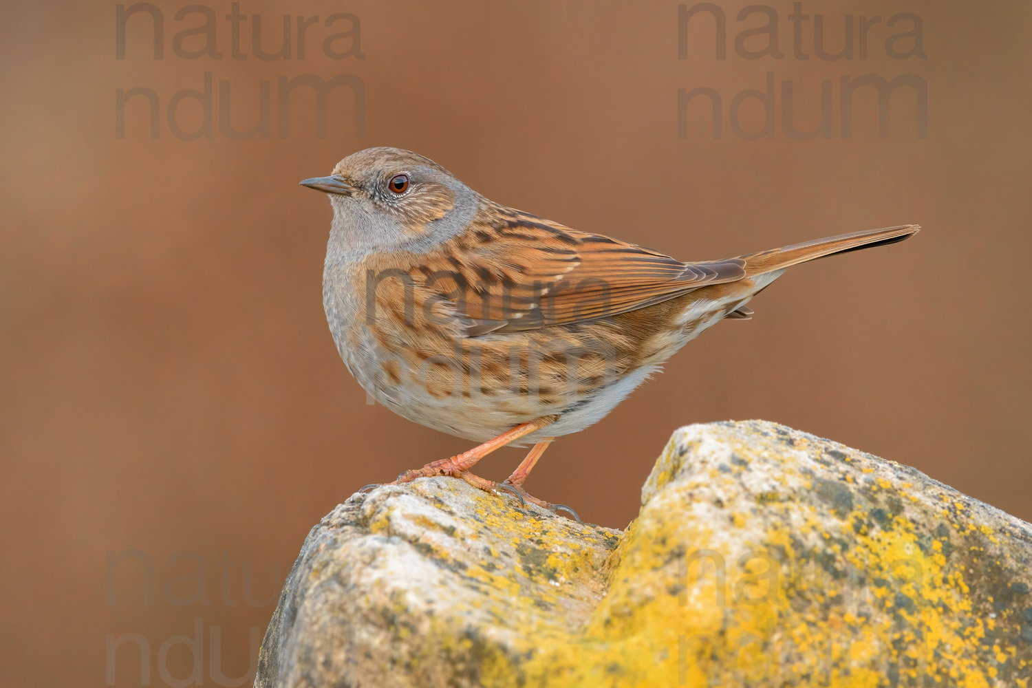 Foto di Passera scopaiola (Prunella modularis)