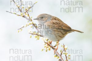 Foto di Passera scopaiola (Prunella modularis)