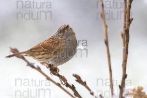 Photos of Dunnock (Prunella modularis)