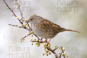 Photos of Dunnock (Prunella modularis)