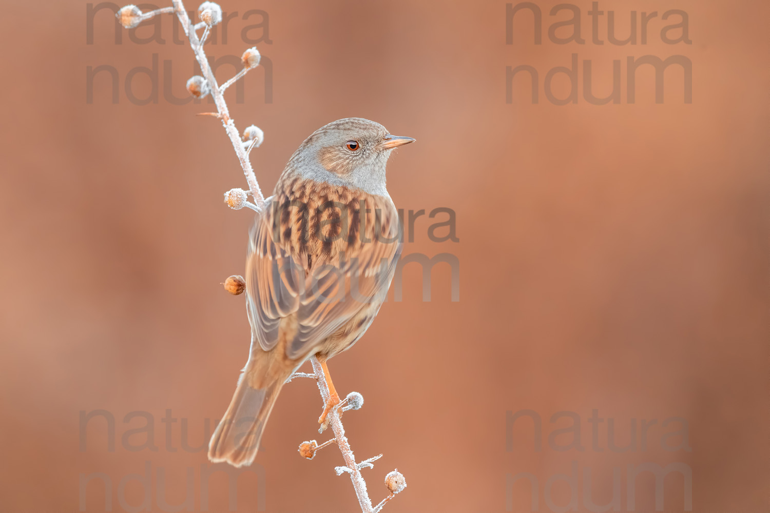 Foto di Passera scopaiola (Prunella modularis)