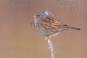 Photos of Dunnock (Prunella modularis)