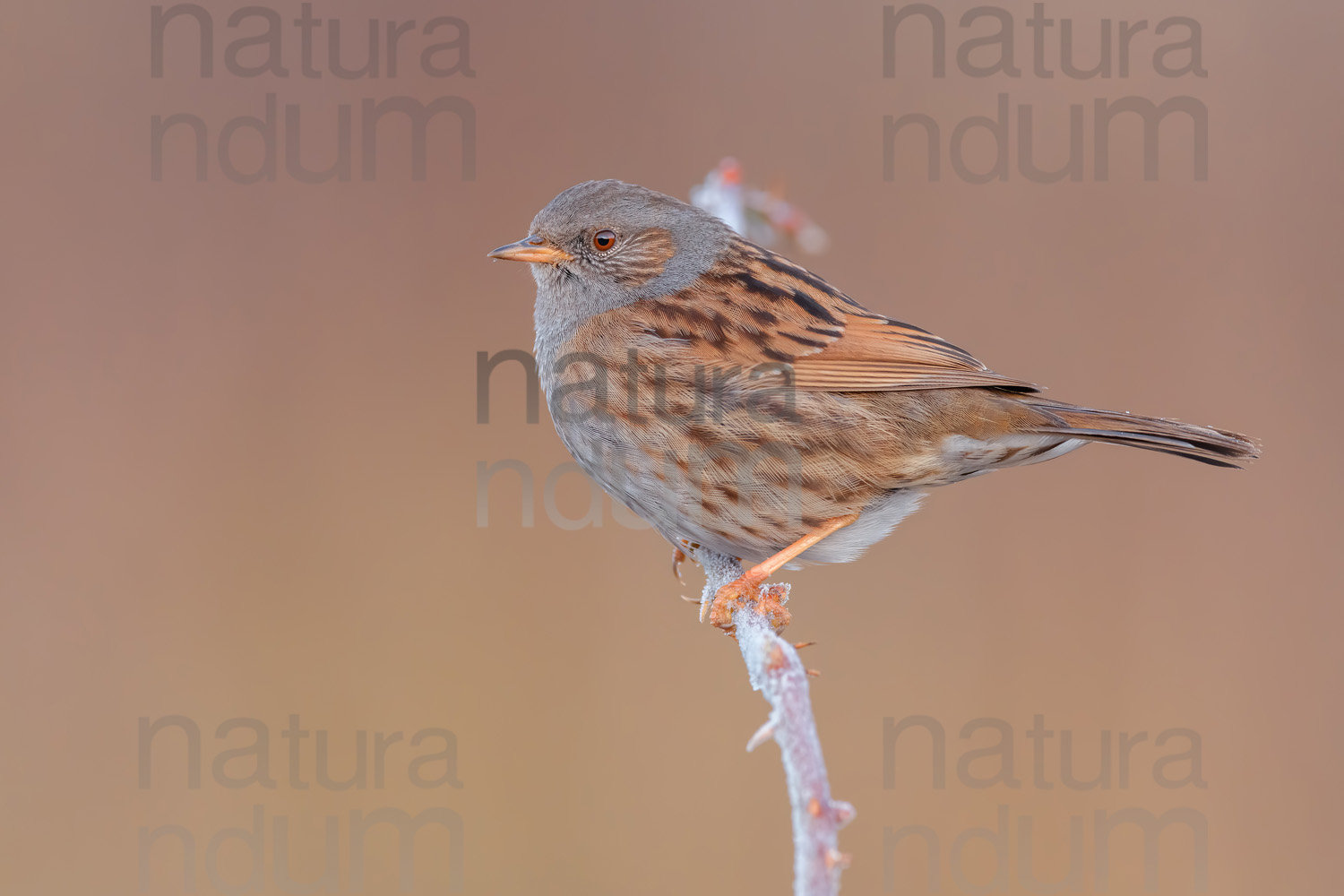 Foto di Passera scopaiola (Prunella modularis)