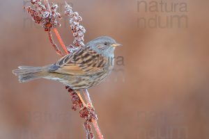 Photos of Dunnock (Prunella modularis)