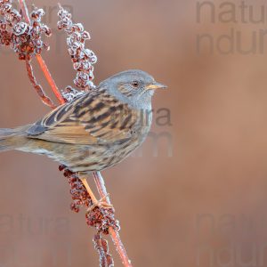 Foto di Passera scopaiola (Prunella modularis)