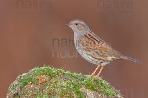 Foto di Passera scopaiola (Prunella modularis)