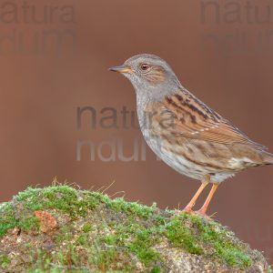 Foto di Passera scopaiola (Prunella modularis)