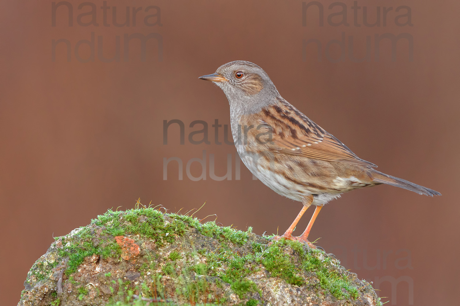 Photos of Dunnock (Prunella modularis)