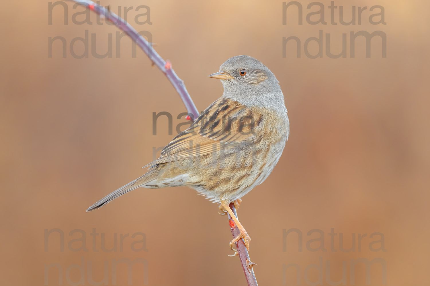 Foto di Passera scopaiola (Prunella modularis)