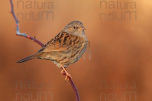 Foto di Passera scopaiola (Prunella modularis)