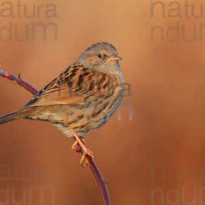 Foto di Passera scopaiola (Prunella modularis)