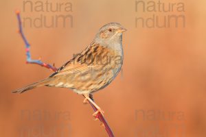 Photos of Dunnock (Prunella modularis)