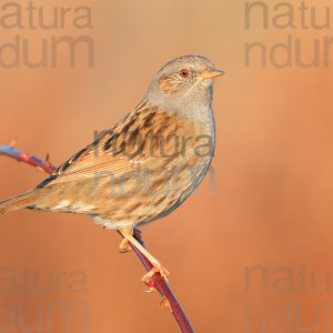Foto di Passera scopaiola (Prunella modularis)