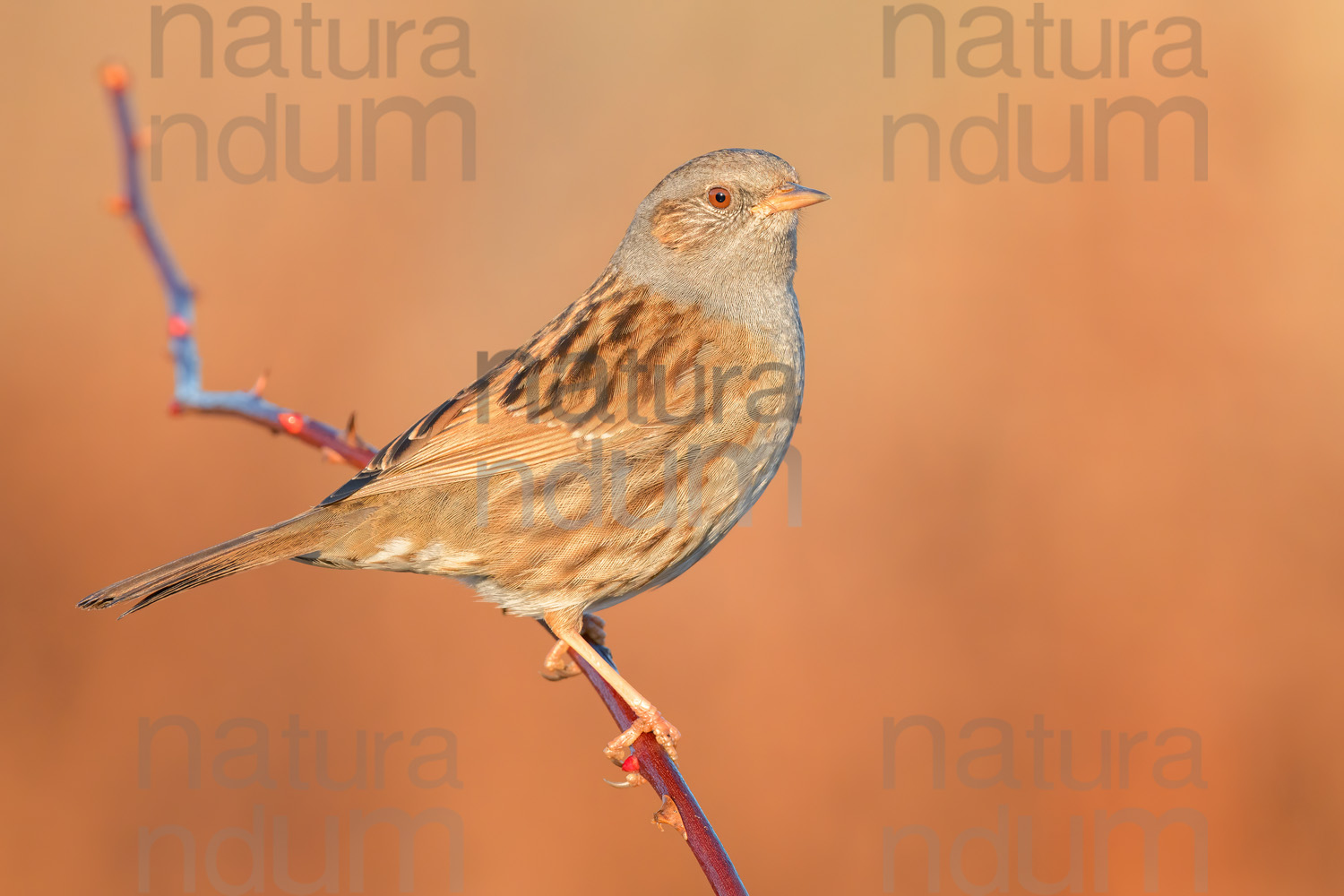 Photos of Dunnock (Prunella modularis)