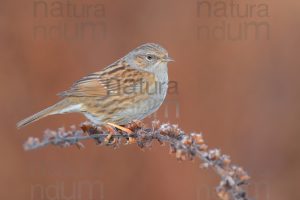 Photos of Dunnock (Prunella modularis)