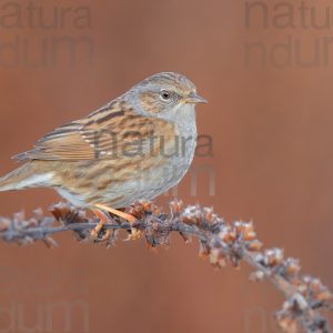 Photos of Dunnock (Prunella modularis)