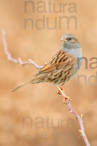 Photos of Dunnock (Prunella modularis)