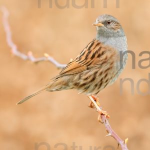 Photos of Dunnock (Prunella modularis)