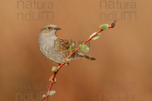 Foto di Passera scopaiola (Prunella modularis)