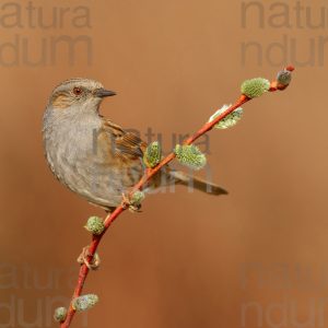 Photos of Dunnock (Prunella modularis)