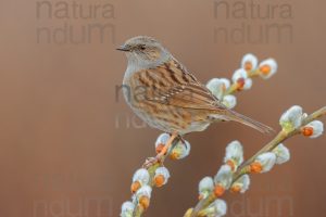 Foto di Passera scopaiola (Prunella modularis)