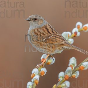 Foto di Passera scopaiola (Prunella modularis)