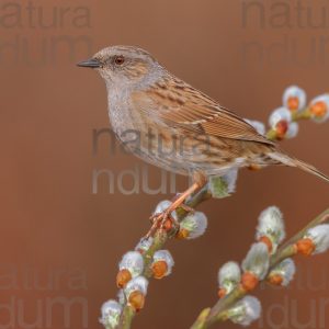 Foto di Passera scopaiola (Prunella modularis)