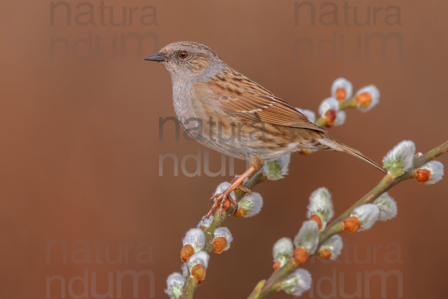 Foto di Passera scopaiola (Prunella modularis)