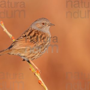 Foto di Passera scopaiola (Prunella modularis)