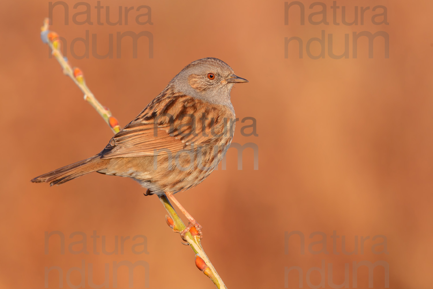 Photos of Dunnock (Prunella modularis)