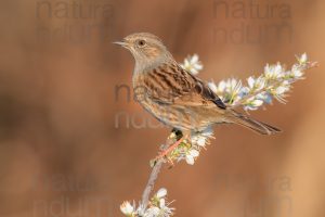 Photos of Dunnock (Prunella modularis)