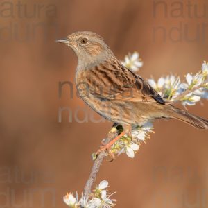 Foto di Passera scopaiola (Prunella modularis)