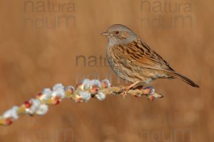 Photos of Dunnock (Prunella modularis)