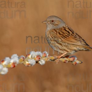 Foto di Passera scopaiola (Prunella modularis)