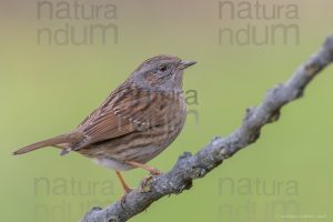 Foto di Passera scopaiola (Prunella modularis)