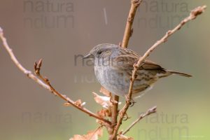 Foto di Passera scopaiola (Prunella modularis)