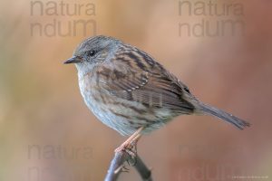 Foto di Passera scopaiola (Prunella modularis)