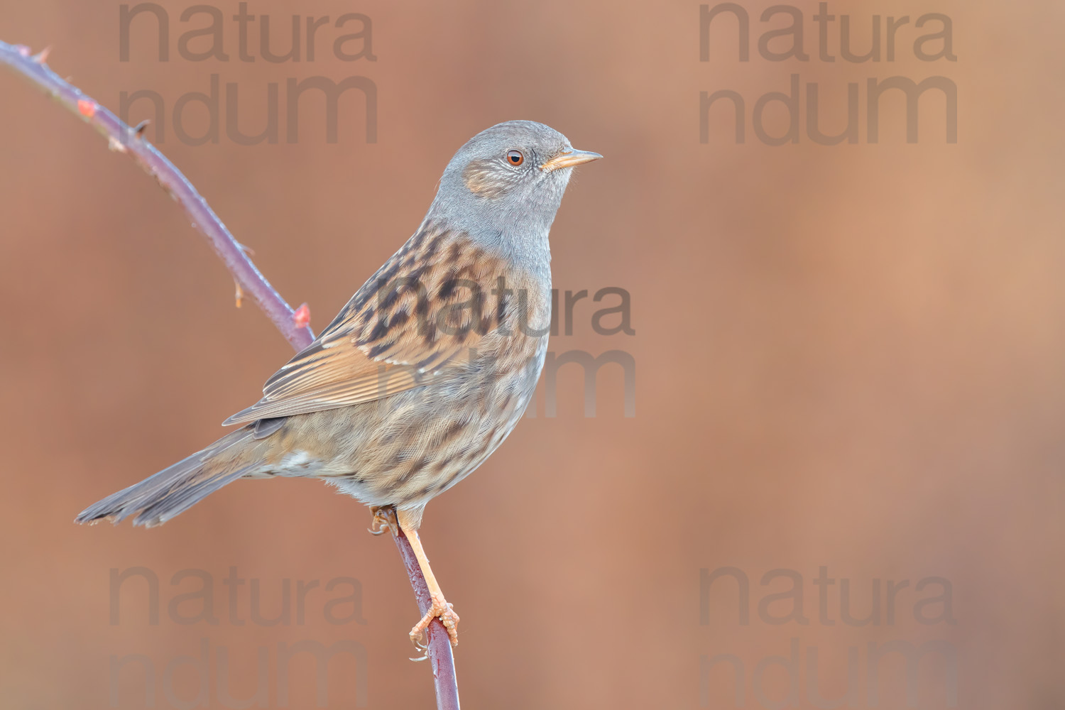 Foto di Passera scopaiola (Prunella modularis)