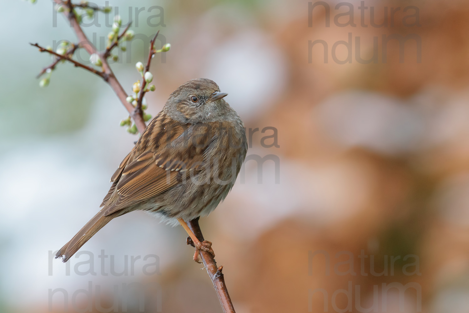 Foto di Passera scopaiola (Prunella modularis)