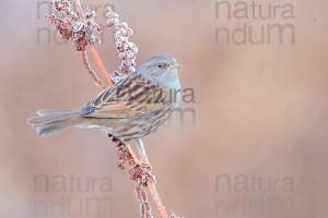 Foto di Passera scopaiola (Prunella modularis)