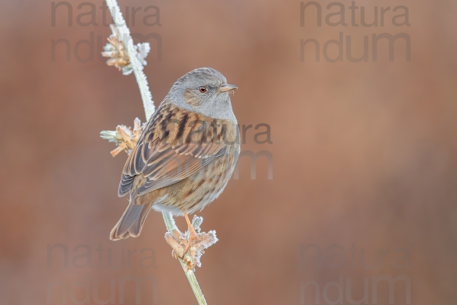 Foto di Passera scopaiola (Prunella modularis)