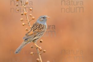 Foto di Passera scopaiola (Prunella modularis)